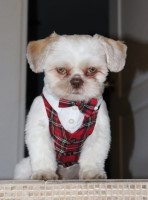 Looking for Female Liver - Shih Tzu Stud
