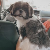 Dan Gonzalez - Shih Tzu Stud
