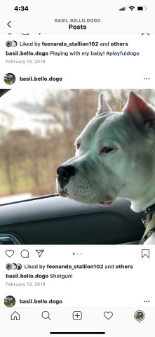 Dogo Argentino Stud 27794