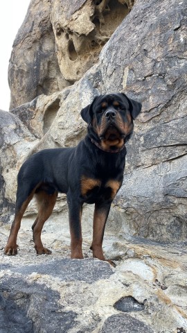 Rottweiler Stud 29714