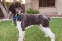 Sam Smith - Poodle Standard Stud