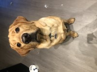 Taylor Koprevich - Labrador Retriever Stud