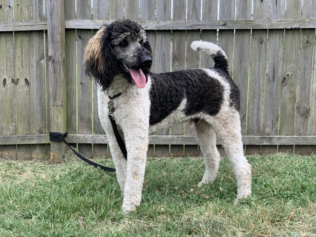 Poodle Standard Stud 28400