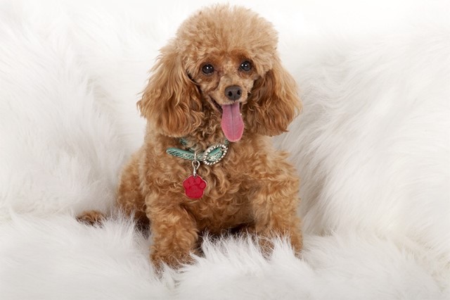 Poodle Toy Stud 29628