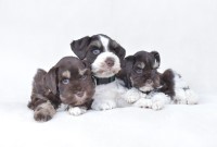 My Schnauzers Miniature Schnauzer breeder