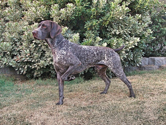 German Shorthaired Pointer Breeder 29451