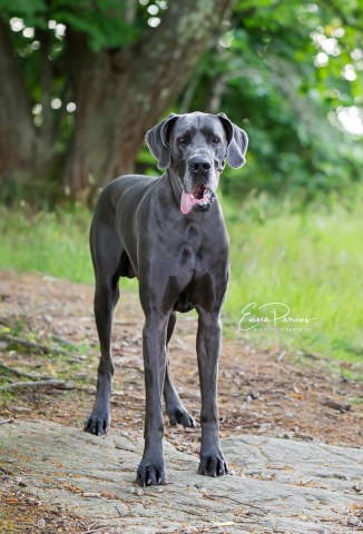 Great Dane Stud 27873