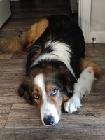 Matt Jackowski - Border Collie Stud