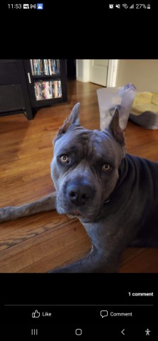 Cane Corso Stud 31079