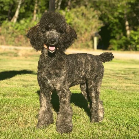 Poodle Miniature Stud 26491