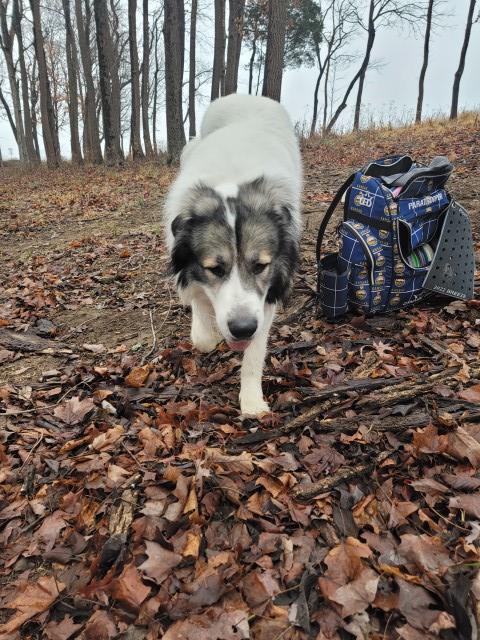 Great Pyrenees Stud 31041