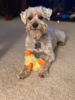 Schnoodle thumbnail