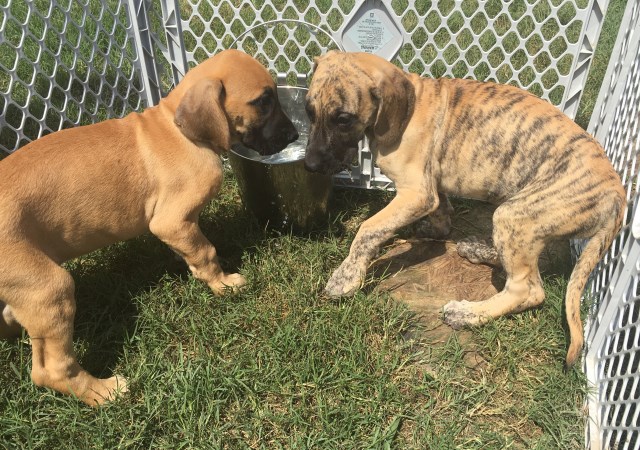 Wild West Fawn & Brindle Great Dane Kennel