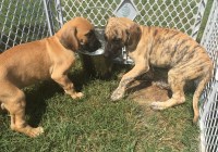 Wild West Fawn & Brindle Great Dane Kennel Great Dane breeder