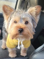 Melissa Mellott - Yorkshire Terrier Stud