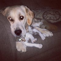 Jaclyn Frazier - Golden Retriever Stud