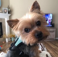 Laurie Bell-Wearmouth - Yorkshire Terrier Stud