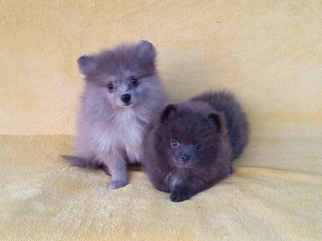 Larry
