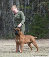 Sheharla kennels Bullmastiff breeder