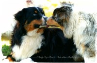 Rockytop Hearts Australian Shepherd Dog breeder