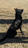 Crystal - Malinois Stud