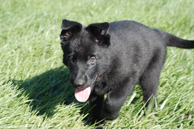 Silver Creek Shepherds, German Shepherd Dog Breeder in Xenia, Ohio