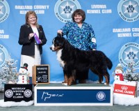 Evergreen Kennel Bernese Mountain Dog breeder