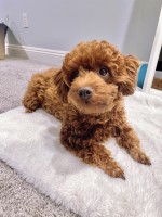 Samantha Nguyen - Poodle Toy Stud