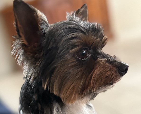 Yorkshire Terrier Stud 31654