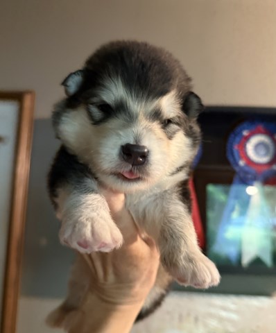 Sno- Ridge Alaskan Malamutes