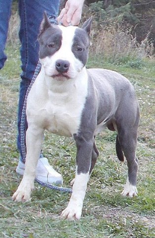 American Staffordshire Terrier Breeder 25466