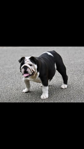 English Bulldog Stud 26374