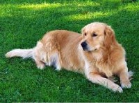 Sheila G. Johnson - Golden Retriever Breeder Golden Retriever breeder