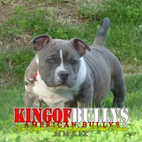 King Of Bullys - American Pit Bull Terrier Breeder American Pit Bull Terrier breeder