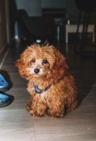 Angela - Poodle Toy Stud