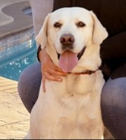 Susie Alvillar - Labrador Retriever Stud