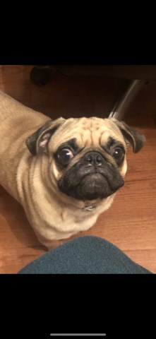 Pug Stud 27426