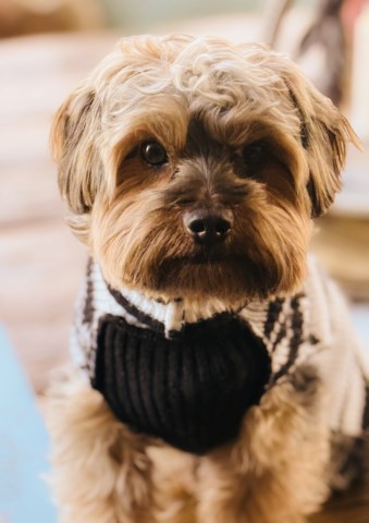 Yorkshire Terrier Stud 31646
