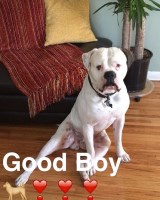 Shaniece Richardson - American Bulldog Stud