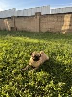 Alicia Leija - Pug Stud