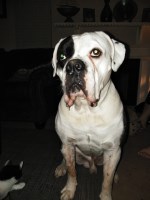 Jayna - American Bulldog Stud