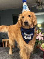 Gez Dos Santos - Golden Retriever Stud