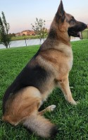 Homer Cerda - German Shepherd Dog Stud