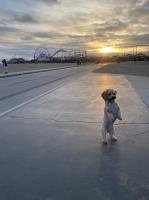 Marly Potosme - Maltipoo Stud