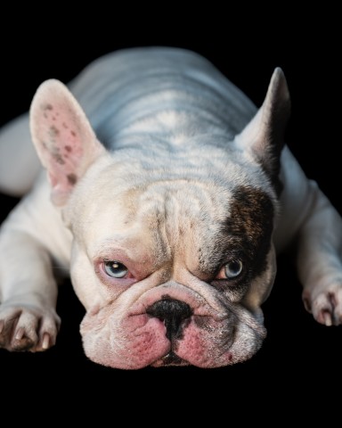 French Bulldog Stud 31399