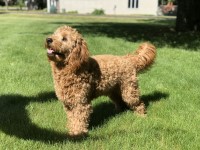 Francesco Summa - Goldendoodle Stud