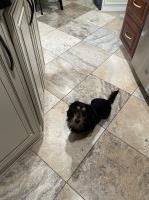 Elaine Semonian - Dachshund Stud