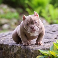 Alapaha Blue Blood Bulldog thumbnail