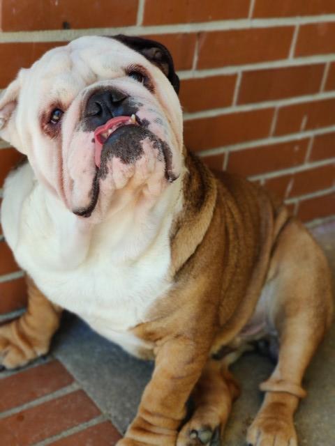 English Bulldog Stud 29142