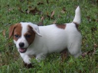 Snow Creek Jack Russell Jack Russell Terrier breeder